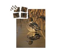 puzzleYOU : Smart Sorted® | Puzzle Photo 1000 pièces « Canard pilet dans la lumière dorée avec des roseaux en arrière-Plan »