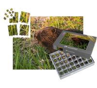 puzzleYOU : Smart Sorted® | Puzzle Photo 1000 pièces « Castor d'Eurasie au Milieu d'une végétation luxuriante près d'une rivière, Estonie »