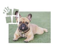 puzzleYOU : Smart Sorted® | Puzzle Photo 1000 pièces « Chiot Bouledogue français »