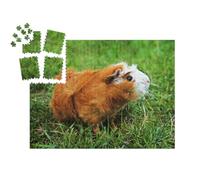 puzzleYOU : Smart Sorted® | Puzzle Photo 1000 pièces « Cochon d'Inde Abyssin Rouge sur Herbe Verte »