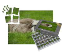 puzzleYOU : Smart Sorted® | Puzzle Photo 1000 pièces « Cochon d'Inde, Poil Long avec Peigne »