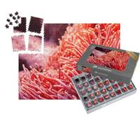 puzzleYOU : Smart Sorted® | Puzzle Photo 1000 pièces « Corail Rose dans Le Monde sous-Marin »