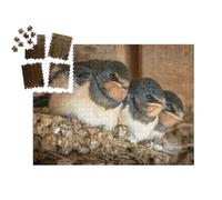 puzzleYOU : Smart Sorted® | Puzzle Photo 1000 pièces « De Jolis oisillons d'hirondelles dans Leur nid »