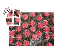 puzzleYOU : Smart Sorted® | Puzzle Photo 1000 pièces « De Nombreux Petits Pots de Cactus lunaires vus du Ciel »