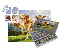 puzzleYOU : Smart Sorted® | Puzzle Photo 1000 pièces « des Vaches curieuses sur l'alpage d'Eng en Autriche »