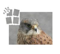 puzzleYOU : Smart Sorted® | Puzzle Photo 1000 pièces « Faucon crécerellette au Parc Animalier de Co Antrim, Irlande du Nord »