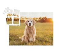 puzzleYOU : Smart Sorted® | Puzzle Photo 1000 pièces « Golden Retriever dans Une Prairie au Coucher du Soleil »