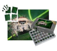 puzzleYOU : Smart Sorted® | Puzzle Photo 1000 pièces « Illustration d'une araignée sauteuse Femelle »