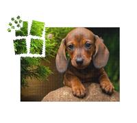 puzzleYOU : Smart Sorted® | Puzzle Photo 1000 pièces « Jardin d'été avec Teckel »