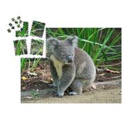 puzzleYOU : Smart Sorted® | Puzzle Photo 1000 pièces « Koala Curieux, Assis sur Le Sol »