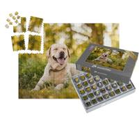 puzzleYOU : Smart Sorted® | Puzzle Photo 1000 pièces « Labrador Retriever doré Lors d'une Pause dans Le Parc »