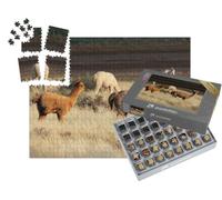 puzzleYOU : Smart Sorted® | Puzzle Photo 1000 pièces « Les alpagas (Vicugna Pacos) sont Une espèce domestiquée de Chameau d'Amérique du Sud. »