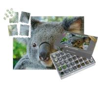 puzzleYOU : Smart Sorted® | Puzzle Photo 1000 pièces « Magnifique Portrait d'un Koala »