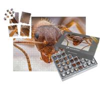 puzzleYOU : Smart Sorted® | Puzzle Photo 1000 pièces « Minuscule Fourmi Rouge en Gros Plan »