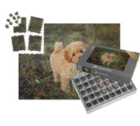 puzzleYOU : Smart Sorted® | Puzzle Photo 1000 pièces « Petit Caniche Brun »