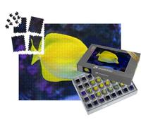 puzzleYOU : Smart Sorted® | Puzzle Photo 1000 pièces « Poisson Docteur Jaune »