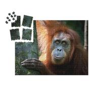 puzzleYOU : Smart Sorted® | Puzzle Photo 1000 pièces « Portrait du célèbre Orang-outan de Sumatra menacé d'extinction »