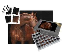 puzzleYOU : Smart Sorted® | Puzzle Photo 1000 pièces « Portrait d'un étalon Arabe de Pure Race »