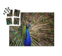 puzzleYOU : Smart Sorted® | Puzzle Photo 1000 pièces « Queue de Paon »