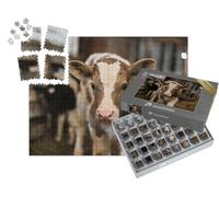 puzzleYOU : Smart Sorted® | Puzzle Photo 1000 pièces « Un Joli Veau dans Une étable Confortable »