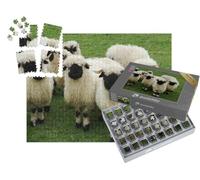 puzzleYOU : Smart Sorted® | Puzzle Photo 1000 pièces « Un Troupeau de Moutons Blancs à tête Noire, Nez Noir du Valais »