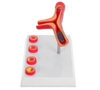 PVC Modèle Anatomique des Vaisseaux Sanguins pour Étudiants | Simulation Réaliste, Précision Élevée, Usage en Formation Médicale et Analyse Pathologique, Design Unique