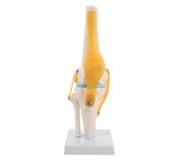 PVC Modèle Anatomique du Genou Ligaments Mobiles | Étiquetage Anatomique Précis, Structure Détachable, Observation en Couches, pour Cours D’anatomie et Consultation