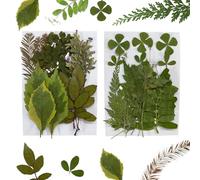 PYEUIFT 30 Pièces Fleurs Séchées Naturelles Et Feuilles Pressées Réelles Fleurs Et Pétales Séchés Mixtes Pour Résine Herbier Art Artisanat DIY Décorations Ongles Et Embellissement Floral