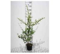 Pyracantha cocc. 'Red Column' - Buisson Ardent , Pyracanthe 'Red Column' 60-80 cm | pot