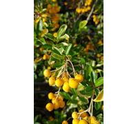 Pyracantha coccinea 'Golden Glow' / Buisson ardent jaune/Godet/Plante de Haie