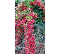 Pyracantha coccinea 'Red Column' / Buisson ardent rouge/Conteneur de 3 à 4 litres