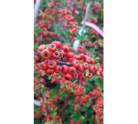 Pyracantha SAPHYR ROUGE ® 'Cadrou' / Buisson ardent rouge/Godet/Plante pour haie ou Bonzaï