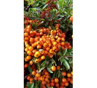 Pyracantha x 'Orange glow' / Buisson ardent orange/Conteneur de 3 à 4 litres