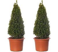 Pyramides de buis - Arbustes de buxus | Lot de 2 | Plantes topiaires persistantes de 50-60cm.