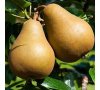 Pyrus Communis Comtesse De Paris - Poirier 120 cm en Pot - Plante En Pot - Floraison Mars - Hauteur 120cm