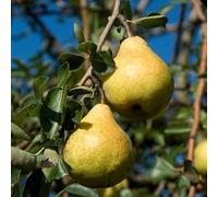 Pyrus Communis Williams - Poirier 120 cm en Pot - Plante En Pot - Floraison Mars - Hauteur 120cm