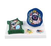 Qaonsciug Modèle anatomique de cellule animale et végétale avec pièces amovibles Aide pédagogique de biologie pour l'enseignement en classe Démonstration Modèle de cellules animales agrandies