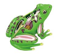 Qcbuegof Grenouilles Modèle anatomique en forme de puzzle animal Jouet pour enfants et étudiants en médecine Équipement de jouet éducatif pour animaux Biologie Aide à l'enseignement