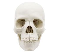 Qcbuegof Modèle de crâne exploité Modèle médical de crâne anatomie Modèle de crâne Pour étudier le modèle de crâne humain Sciences de l'anatomie Éducation Modèle de crâne humain Modèle de crâne humain