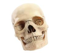 Qcbuegof Modèle de crâne exploité Modèle médical de crâne anatomie Modèle de crâne Pour étudier le modèle de crâne humain Sciences de l'anatomie Éducation Modèle de crâne humain Modèle de crâne humain