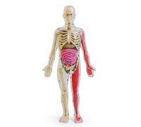 Qectial Kit Anatomique Humain Modèle Didactique Corps Humain Transparent Ensemble avec Organes Internes et Détails Squelettiques, Modèle De Corps Humain Phosphorescent DIY