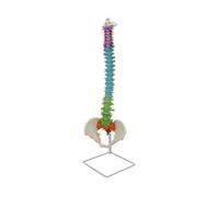 Qectial Modèle Colonne Vertébrale avec Support Pédagogique Modèle Colonne Vertébrale avec Nerfs Spinaux Détaillé pour Laboratoire