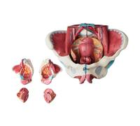 Qerwsdty Modèle D'Anatomie Du Bassin Féminin Démonté en PVC avec Muscle Du Plancher, Modèle de Nerfs, Fournitures de Laboratoire, Bassin Utérin