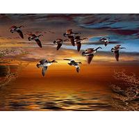QHDXL Peinture par Numero Adulte Canard Pilet Peinture à l'huile de Bricolage DIY Peindre par Nombre pour Enfants Seniors Débutan Chiffres Brosses et Peintures 40x50cm sans Cadre