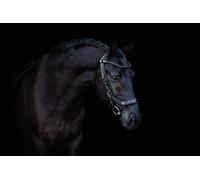 QHP Presteq FaySport Bride en cuir Blackpearl 19_Taille : Full