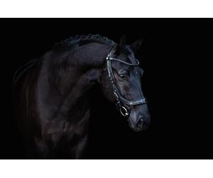 QHP Presteq FaySport Bride en cuir Blackpearl 19_Taille : Full