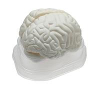 Qianly Démonstration en Centre Sensoriel du Cerveau Humain
