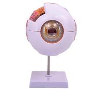 Qianly Modèle 4D Démonté de L'œil Humain : Identification Des Fonctions Oculaires. Modèle Professionnel D'observation de L'œil.