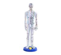 Qianly Modèle D'Acupuncture Humain Maquette Chinoise PVC Structure Détaillée Marquages Internationaux Facile Transport Utilisation Flexible Convient pour Étu, Blanc