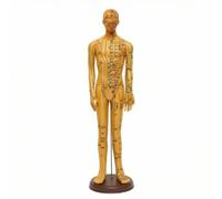 Qianly Modèle Masculin d’acupression Didactique Modèle d’acupression avec Socle Stable pour Acupuncteurs , Cuivré , 52 Cm